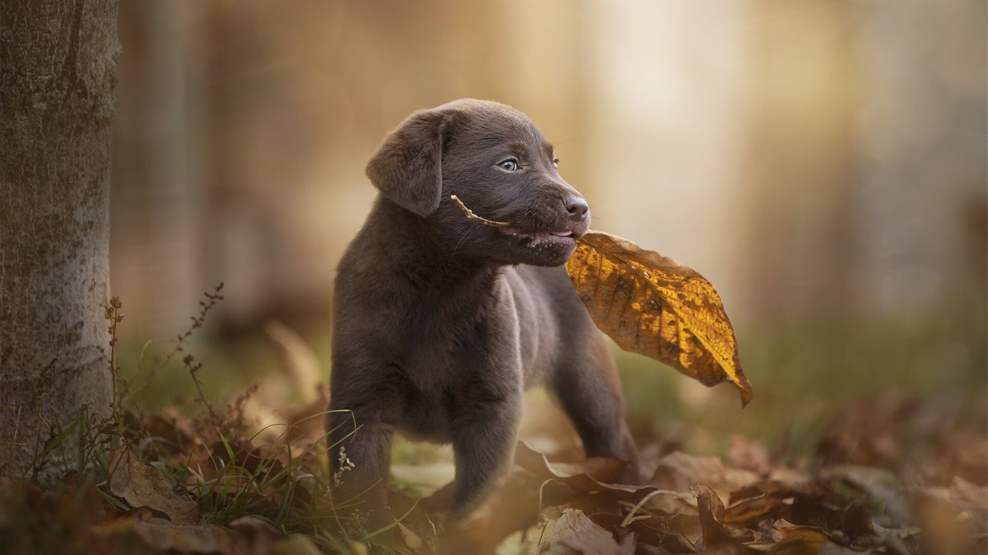 佛罗伦萨利用主场气势频频制造机会，佛罗伦萨综合