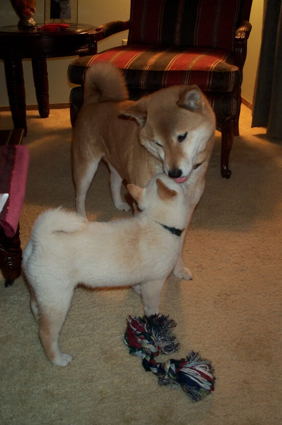 埃韦顿·里贝罗传射建功，掌控节奏，里贝罗图片