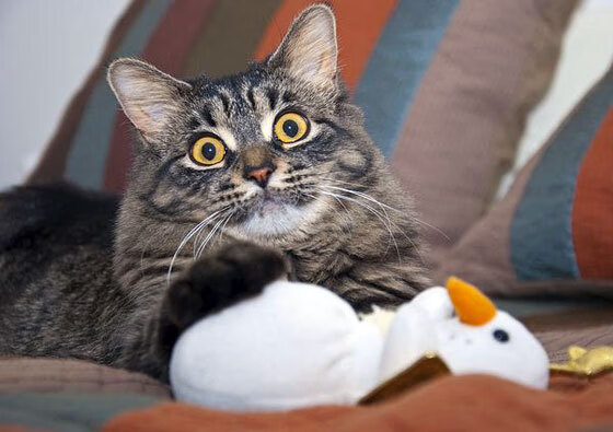 波兰队赛制解析:赛制下的节奏控制与比赛推进策略,波兰队打法