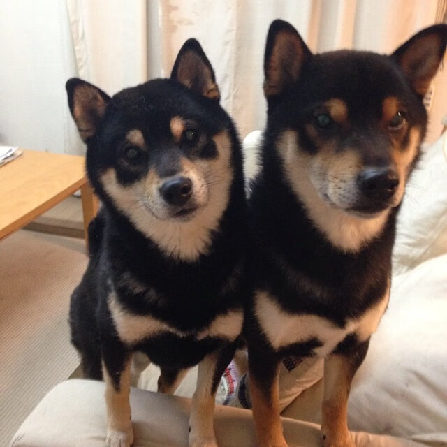 塞尔维亚女篮在欧洲锦标赛中发挥出色，力争登顶冠军宝座，塞尔维亚女篮欧洲排名